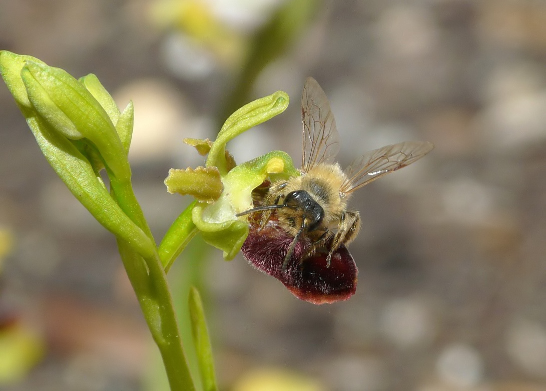 Quale andrena ?  Andrena nigroaenea e Andrena sp.